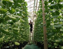 Rahasia di Balik Greenhouse Melon Banjar: Zakat Jadi Kunci Perubahan Sosial