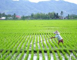 Rehabilitasi Sawah Rp5 Triliun di Sumatera, DPR Ingatkan Risiko Penyalahgunaan