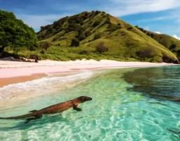 Pembatasan Wisata Komodo Dikritik DPD, Berpotensi Tekan Ekonomi Daerah