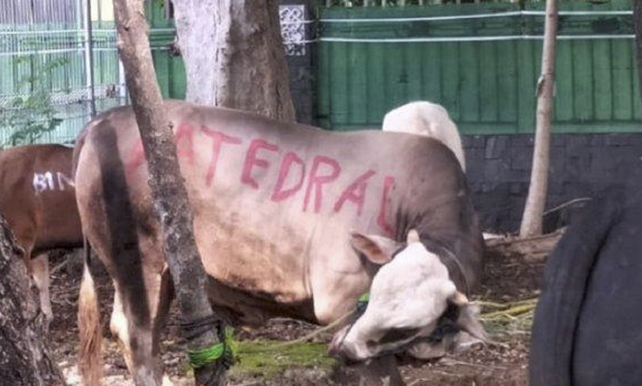 Terima Sapi Kurban dari Gereja Katedral, Masjid Istiqlal: Inilah Toleransi Indonesia
