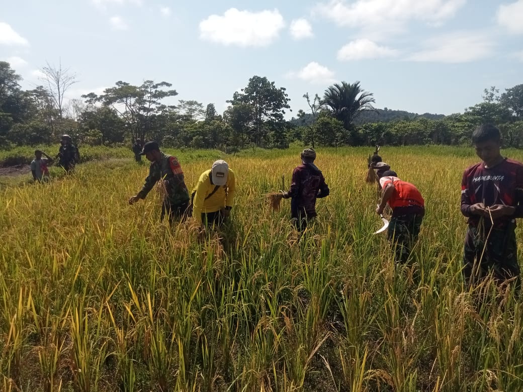 Babinsa Koramil 1715-05/Batom Kodim 1715/Yahukimo Bantu Petani Panen Padi di Desa Okiako Distrik Batom