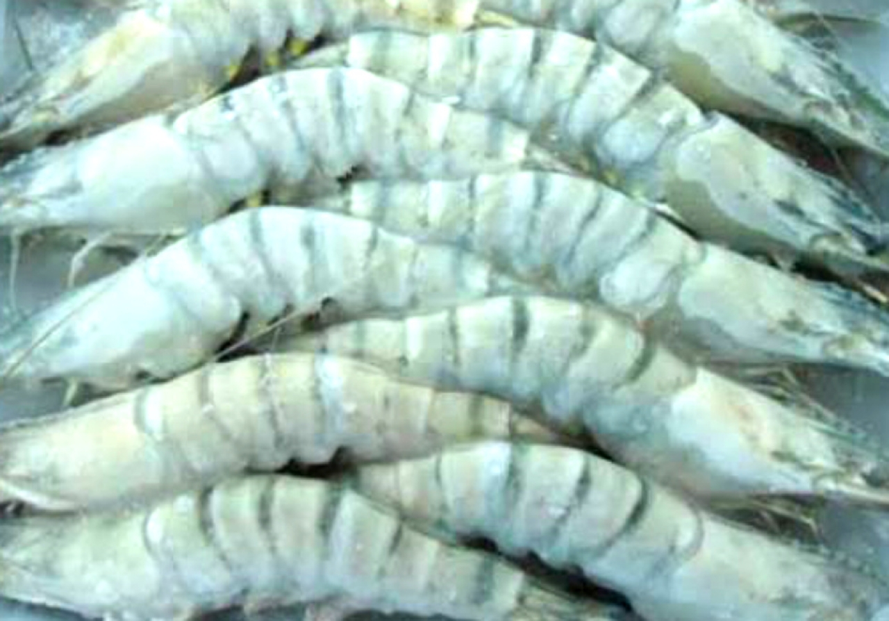 Udang Beku Ekspor RI Jadi Sumber Alarm Paparan Radioaktif Global