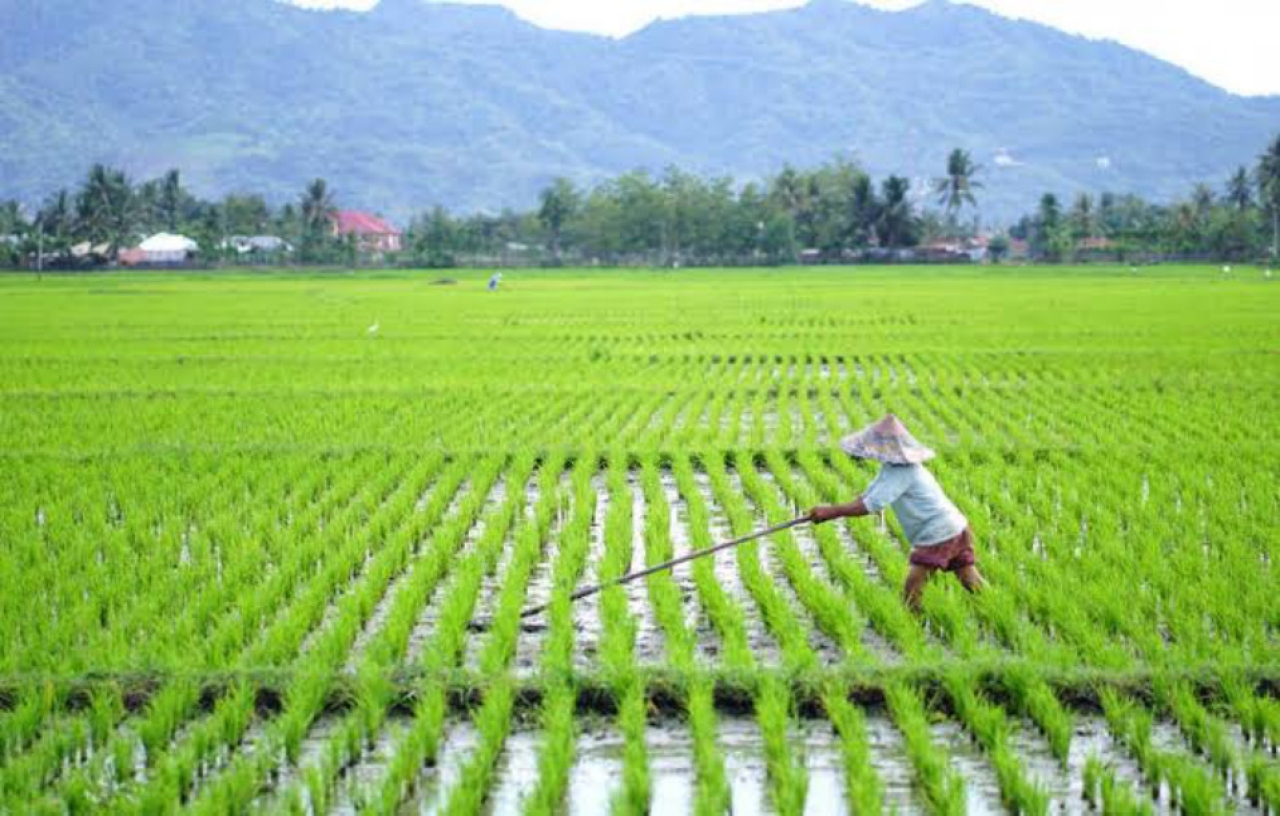 Rehabilitasi Sawah Rp5 Triliun di Sumatera, DPR Ingatkan Risiko Penyalahgunaan